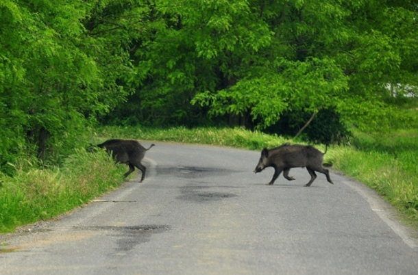 cinghiale_strada.jpg