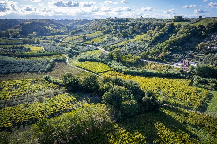 FRENTANA_VIGNETI.jpg