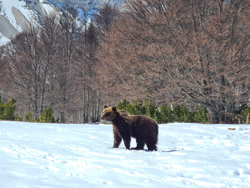 orso-juanito.jpg